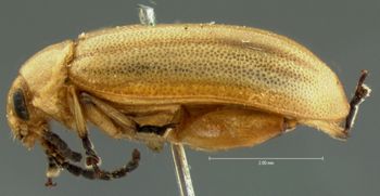 Media type: image; Entomology 35321   Aspect: habitus lateral view